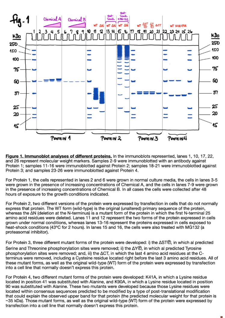 Figure 1. Immunoblot analyses of different proteins. In the immunoblots represented, lanes \( 1,10,17,22 \), and 26 represent