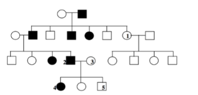 Solved In the following human pedigrees, the filled symbols | Chegg.com