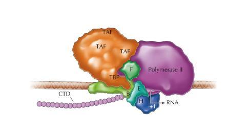 Solved The diagram below shows a transcription initiation | Chegg.com