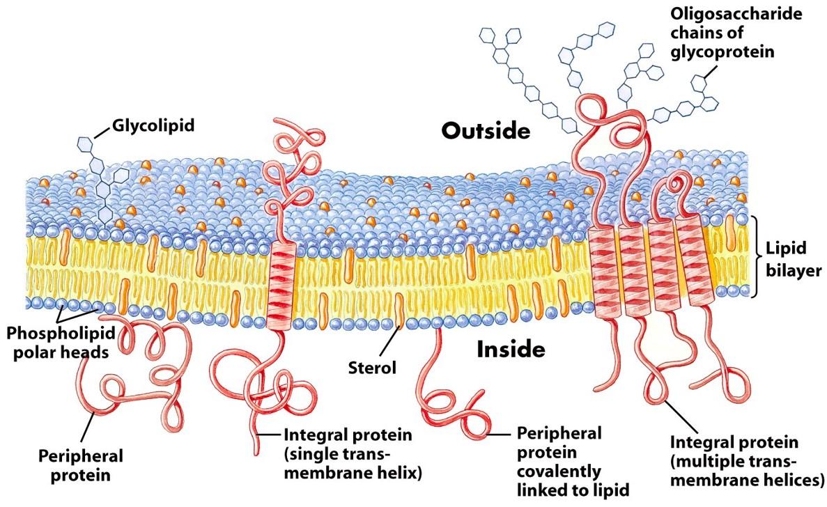 Chapter 7 Membrane Structure and Function Flashcards | Chegg.com