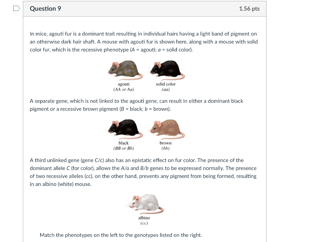 Solved Question 9 1.56 pts In mice, agouti fur is a dominant