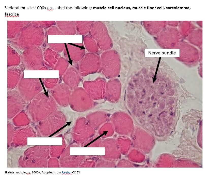 skeletal muscle cross section slide