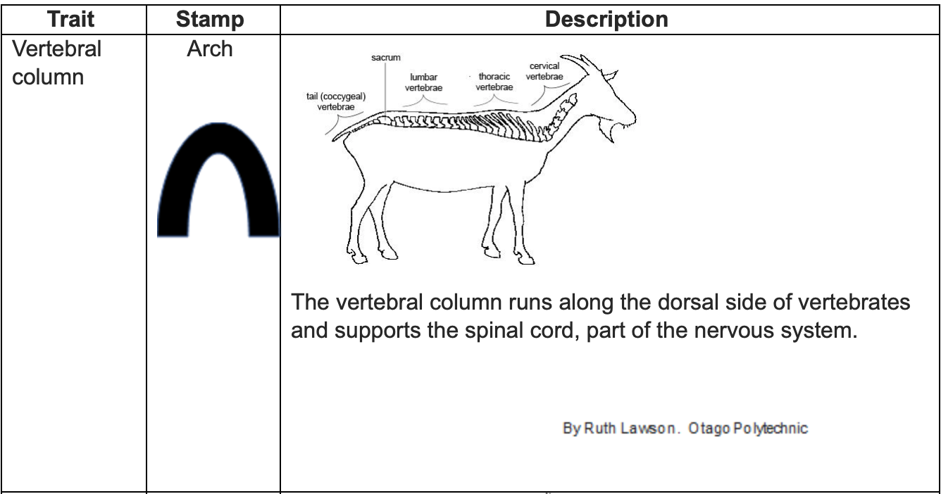 Description Trait Vertebral column Stamp Arch sacrum 