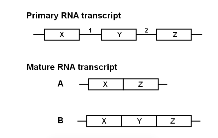 Solved 3. Shown below is part of a primary RNA transcript | Chegg.com
