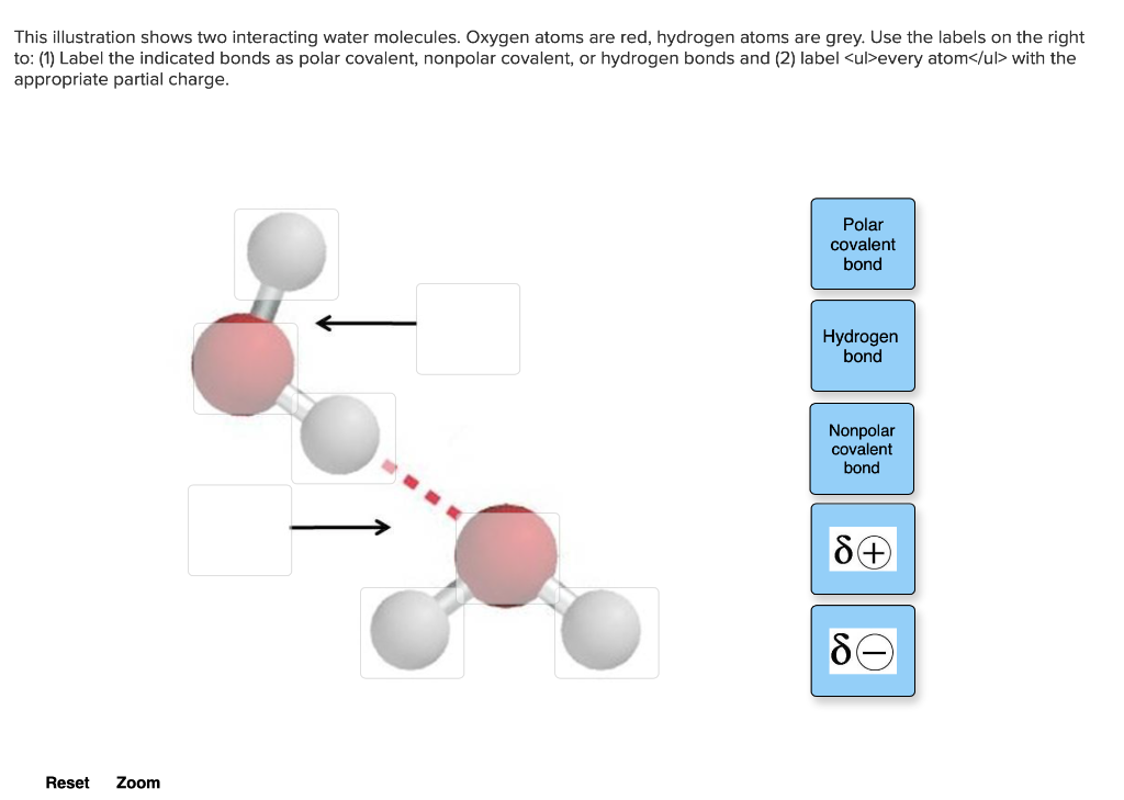 Wiring And Diagram Diagram Two Water Molecules And Label The Polar Covalent Bonds And A 1553