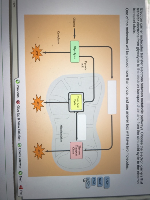 Solved Electron carrier molecules transfer electrons between | Chegg.com