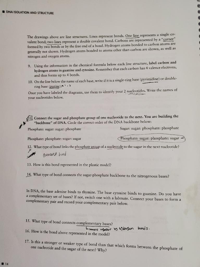 Solved DNA ISOLATION AND STRUCTURE 14 The drawings above are | Chegg.com