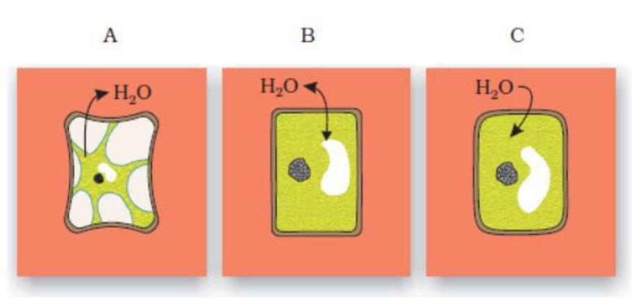 solved-task-plasmolysis-occurs-when-a-living-plant-cell-is-chegg