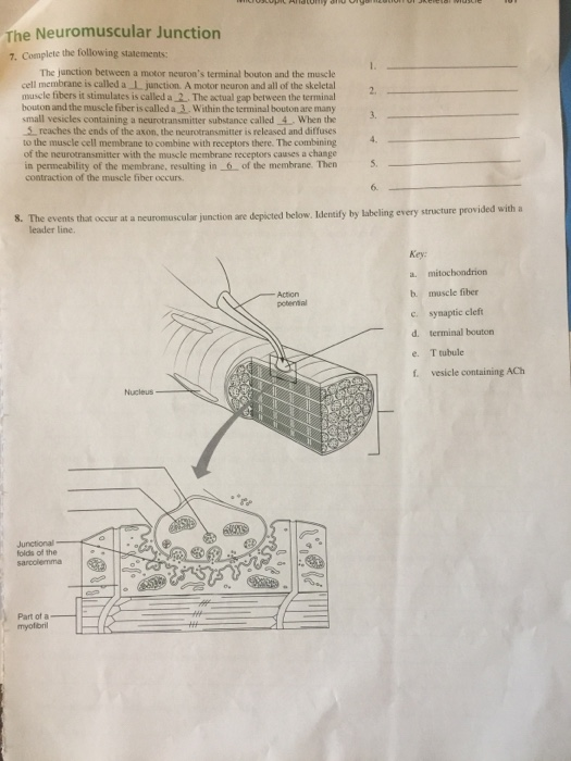 Solved The Neuromuscular Junction 7. Complete the following | Chegg.com