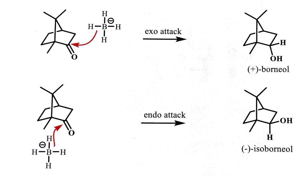 Solved H le H-B-H के exo attack H H OH (+)-borneol कर के | Chegg.com