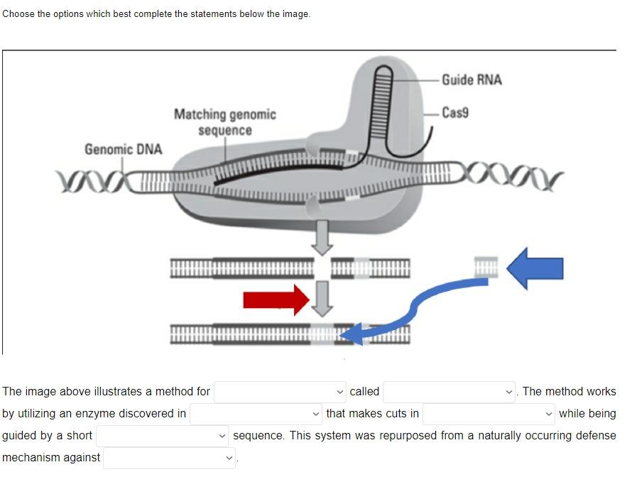 Solved Answer in 1-4 sentences. You have sequenced a DNA | Chegg.com