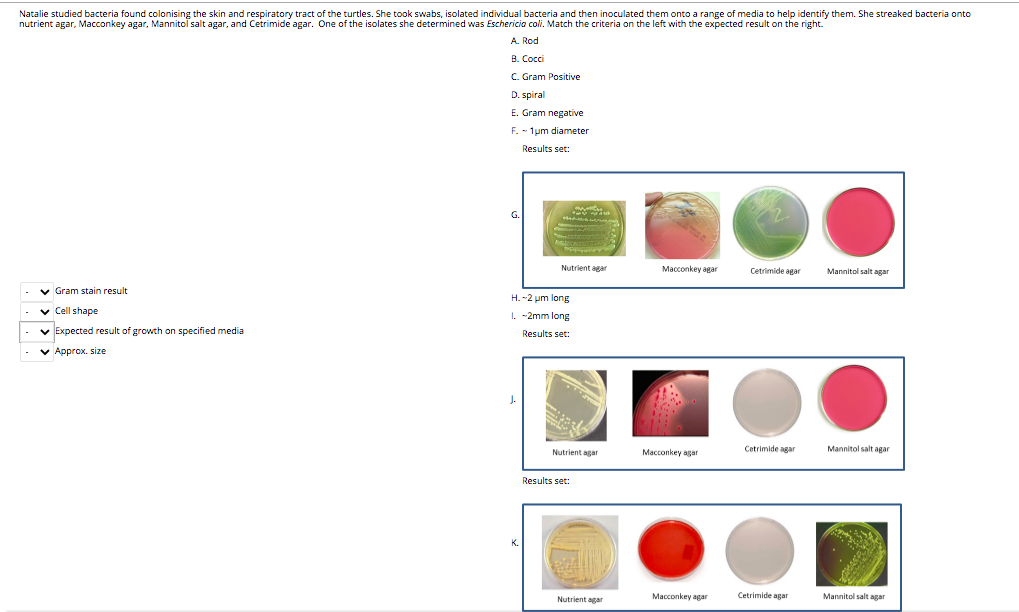 Solved Natalie Studied Bacteria Found Colonising The Skin 