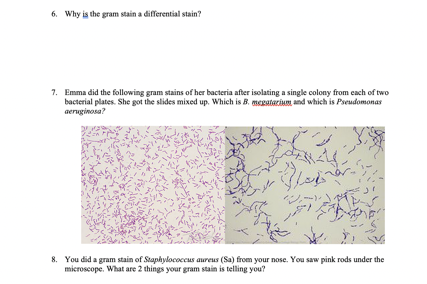 Solved 3 You Did A Gram Stain But Are Having Trouble See Chegg Com