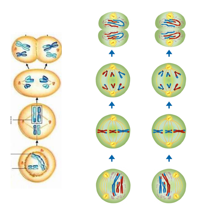 Solved Identify the phases of meiosis and the events that | Chegg.com