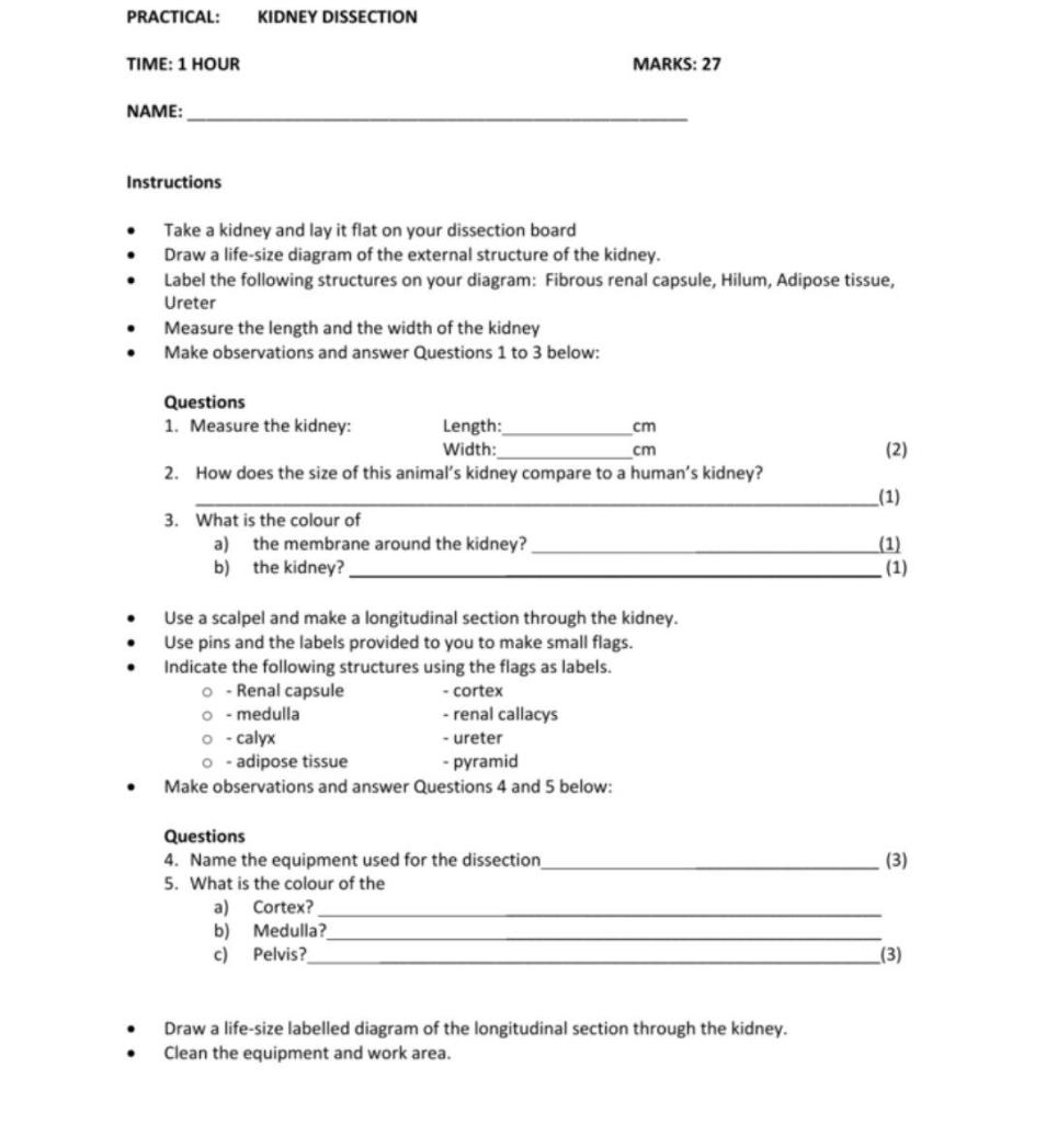 Solved Experiment 1 Sheep Kidney Dissection Lab Chegg vrogue.co