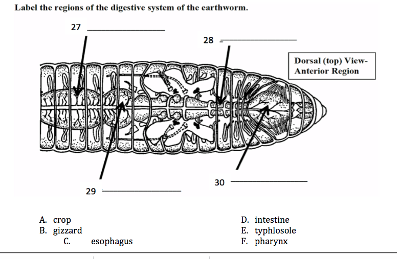 Earthworm Digestive System Diagram
