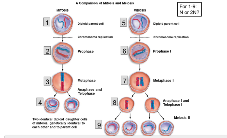 A Comparison of Mitosis and Meiosis MITOSIS MEIOSIS For 1-9 N or 2N