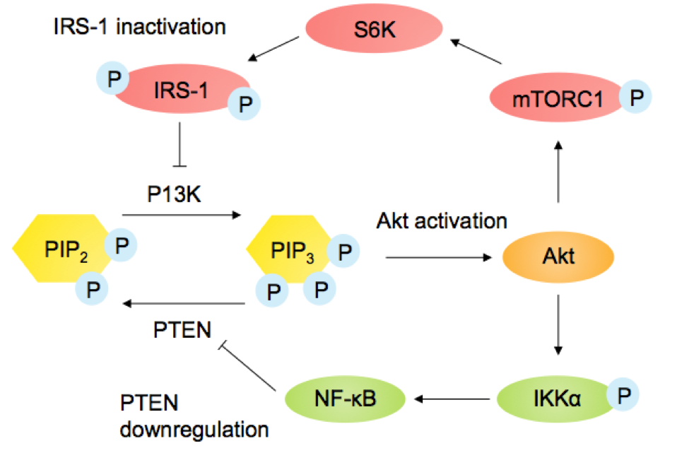 Animation akt. Сигнальный путь pi3k/Akt/MTOR. Akt signaling Pathway. Akt MTOR путь. Akt activation.