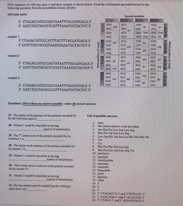 Solved DNA sequence of wild type gene A and three mutants is | Chegg.com