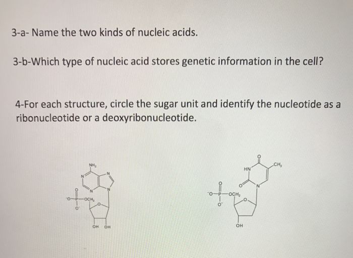 Solved 3-a- Name The Two Kinds Of Nucleic Acids. 3-b-Which | Chegg.com