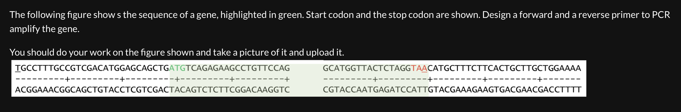 Solved Figure 4 Shows The First Coding Exon Of The Gene Chegg Com