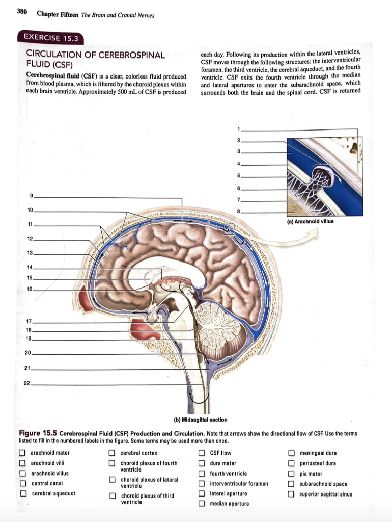 Solved 191 EXERCISE 27, BRAIN AND CRANIAL NERVES QUIZ 1.