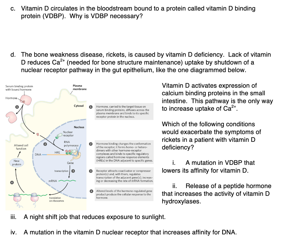 5 Vitamin D Is Important In Ca2 Absorption The Chegg Com