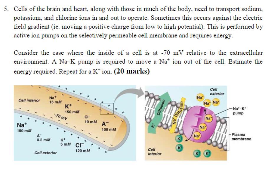 sodium potassium pump excess charge