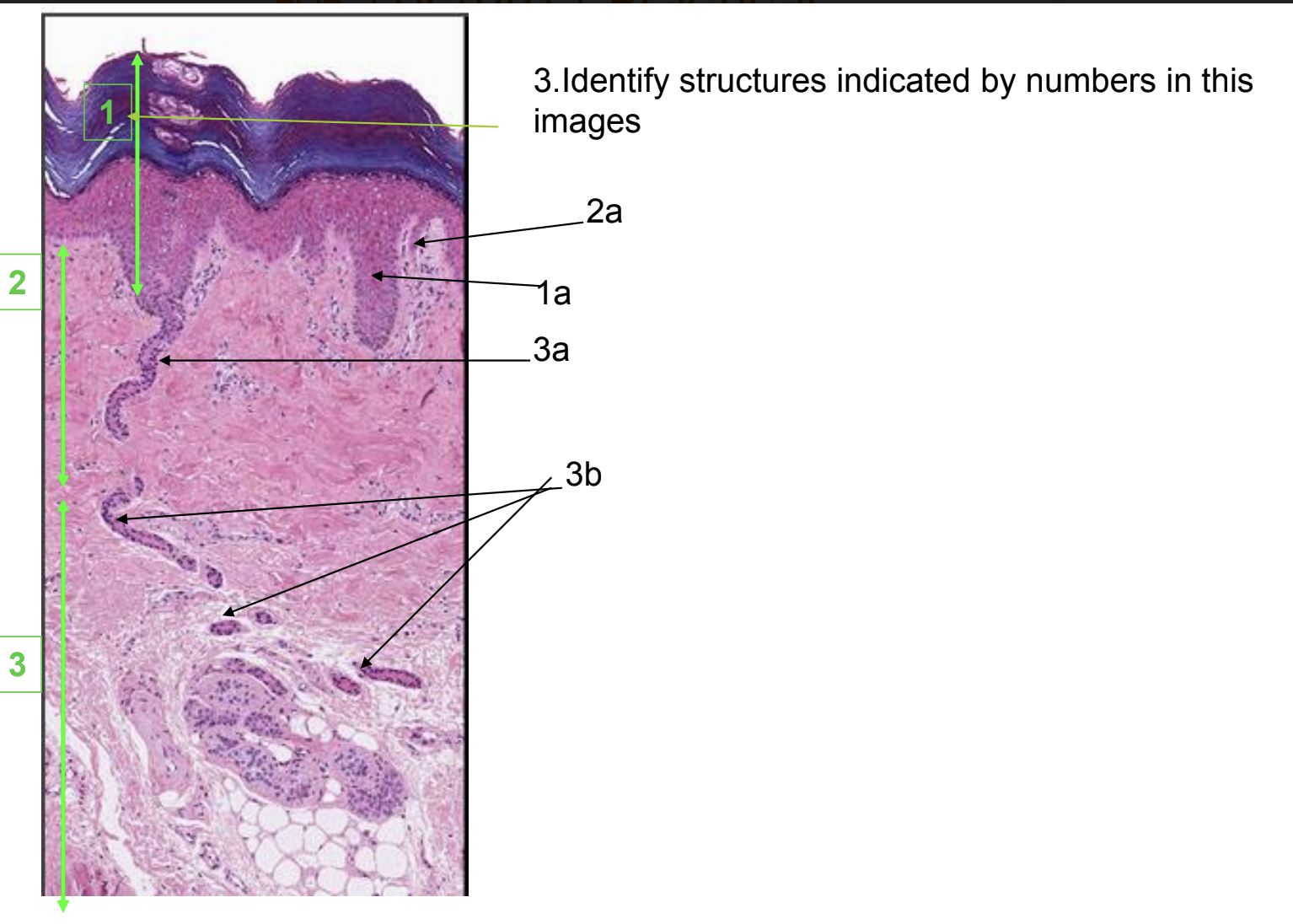 Solved Histology The Specific Sciencelabel The Diagrams 