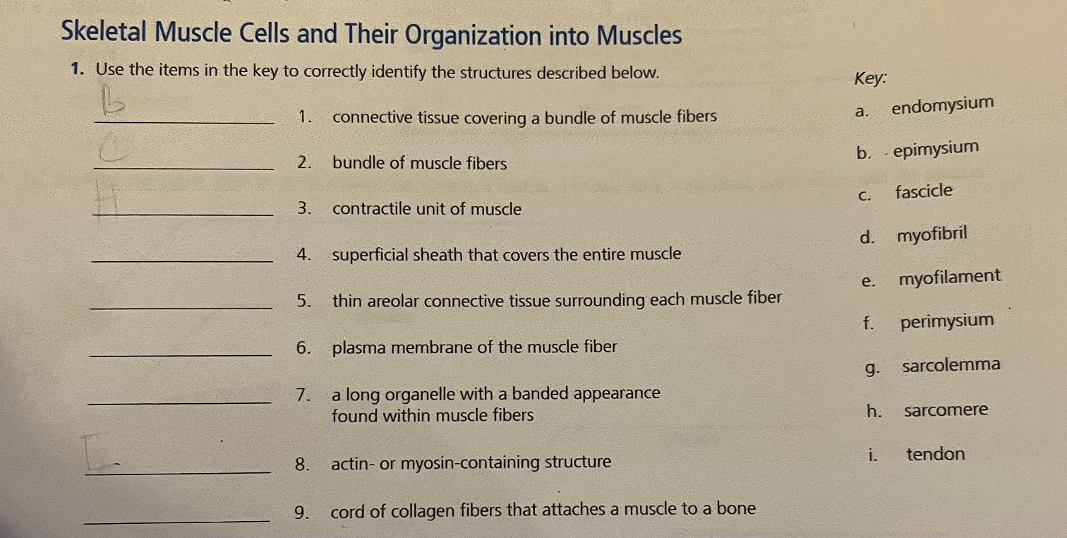 Solved Skeletal Muscle Cells And Their Organization Into | Chegg.com