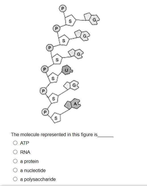 Solved The molecule represented in this figure is ATP RNA a