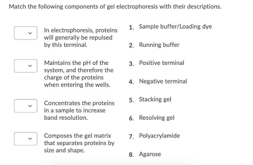 Solved Match the following components of gel electrophoresis | Chegg.com