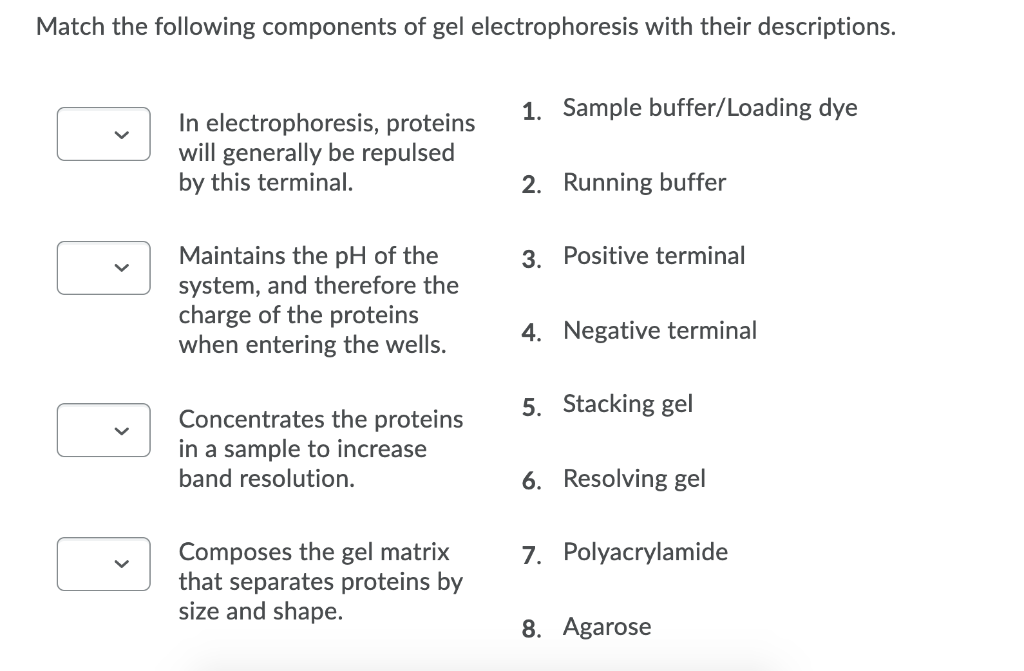 Solved Match The Following Components Of Gel Electrophoresis | Chegg.com