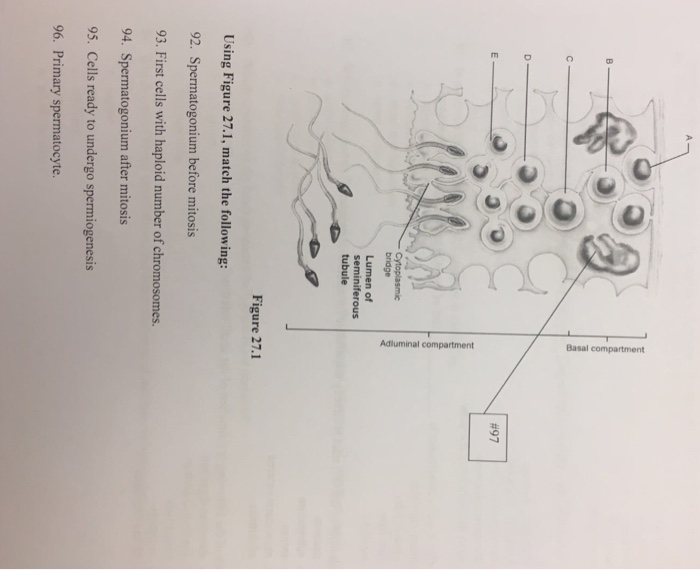 Solved #97 Cytoplasmic bridge Lumen of seminiferous tubule | Chegg.com
