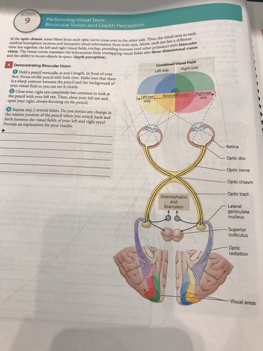 Solved Performing Visual Tests: Binocular Vision and Depth | Chegg.com