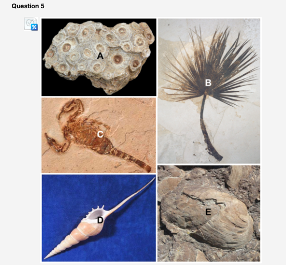 Solved Instructions: Each Fossil Specimen Depicted Above Is | Chegg.com