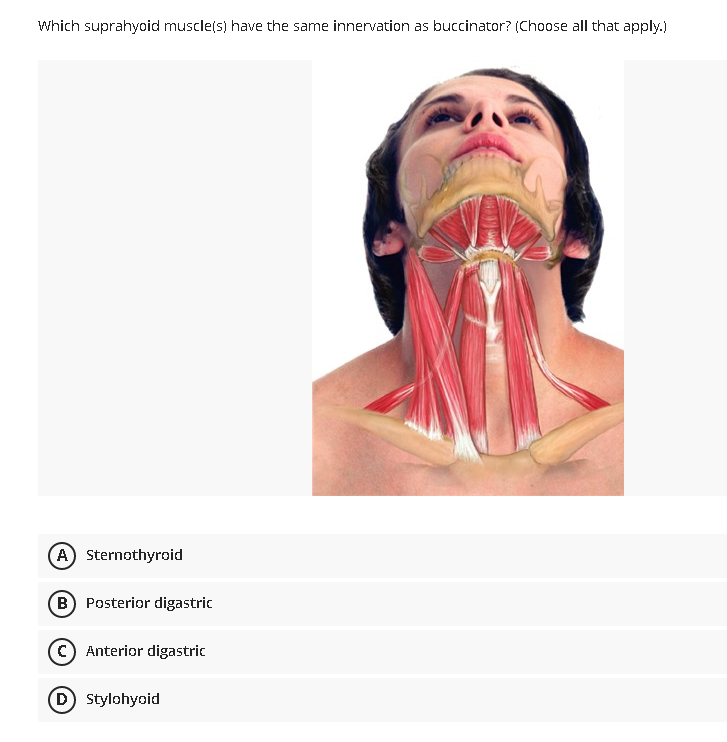 suprahyoid muscles