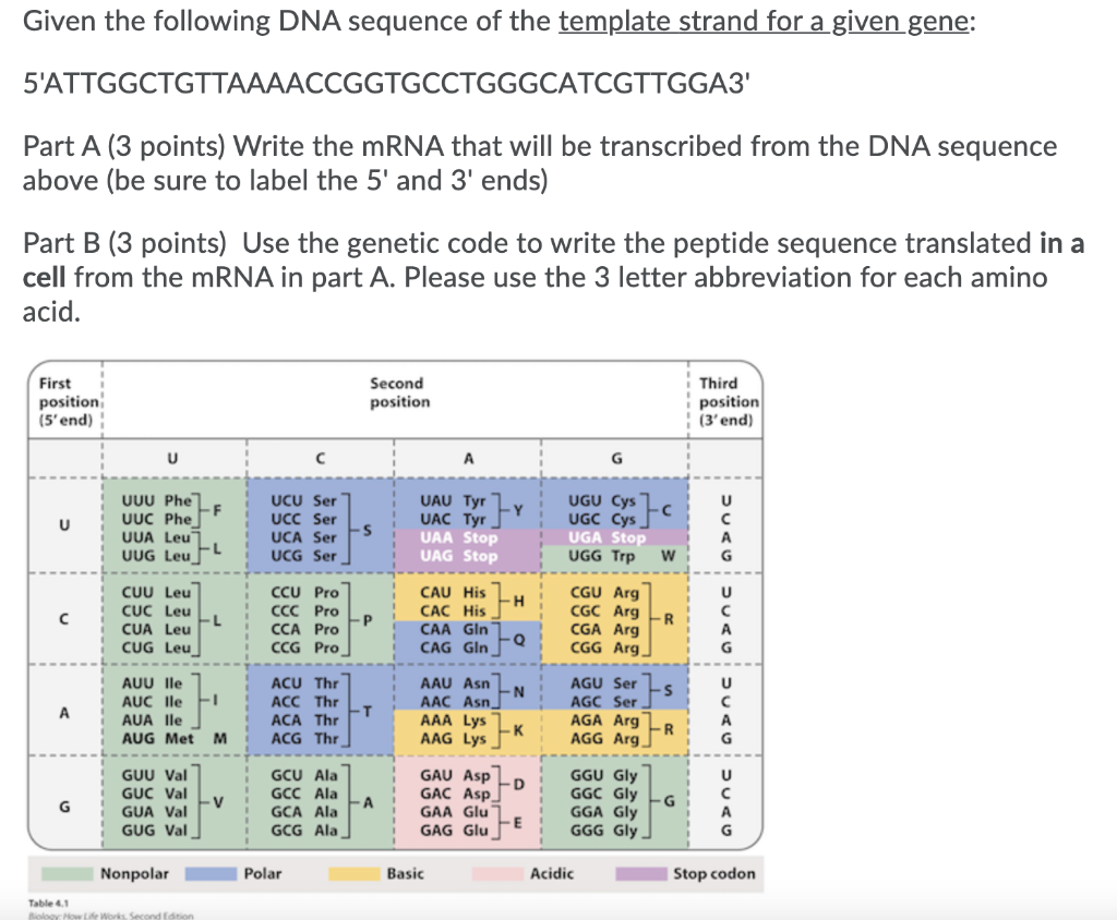 Solved Given the following DNA sequence of the template