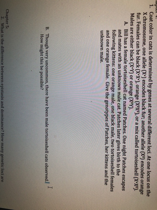 Solved Coat color in cats is determined by genes at several