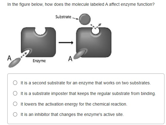 Solved In the figure below, how does the molecule labeled A | Chegg.com