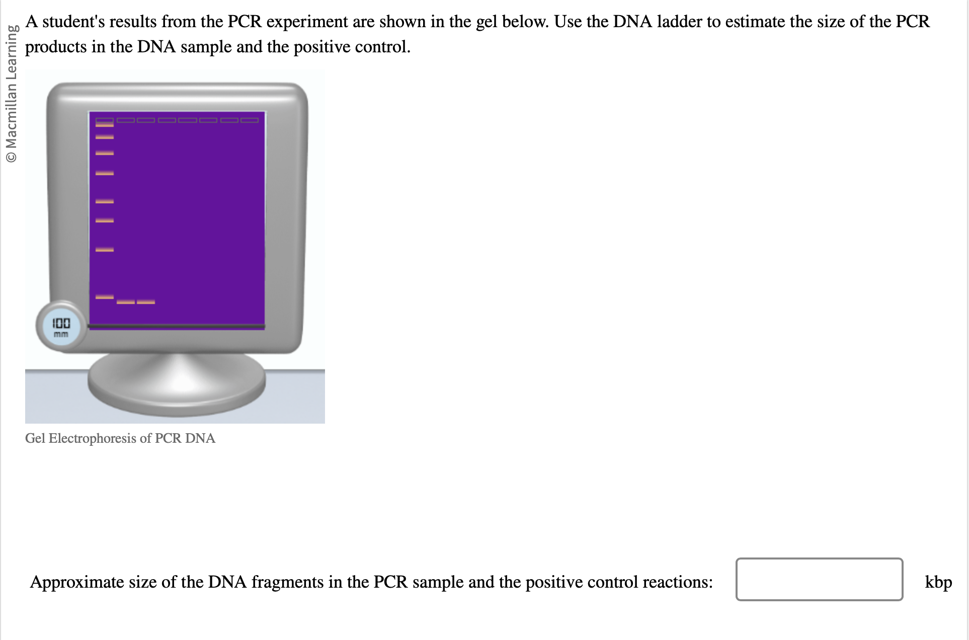 pcr experiment results