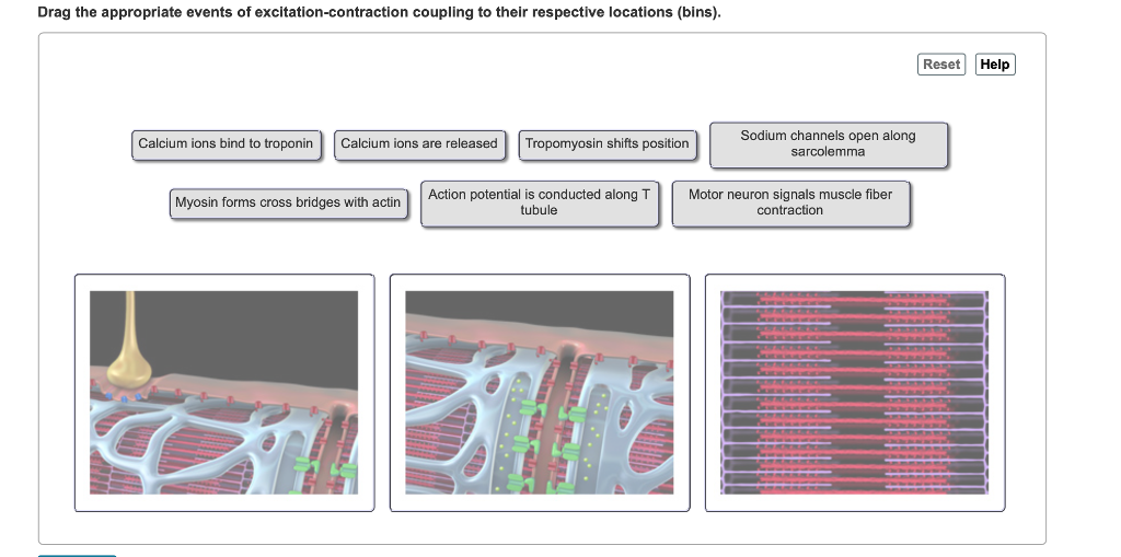 Solved Drag the appropriate events of excitation-contraction | Chegg.com