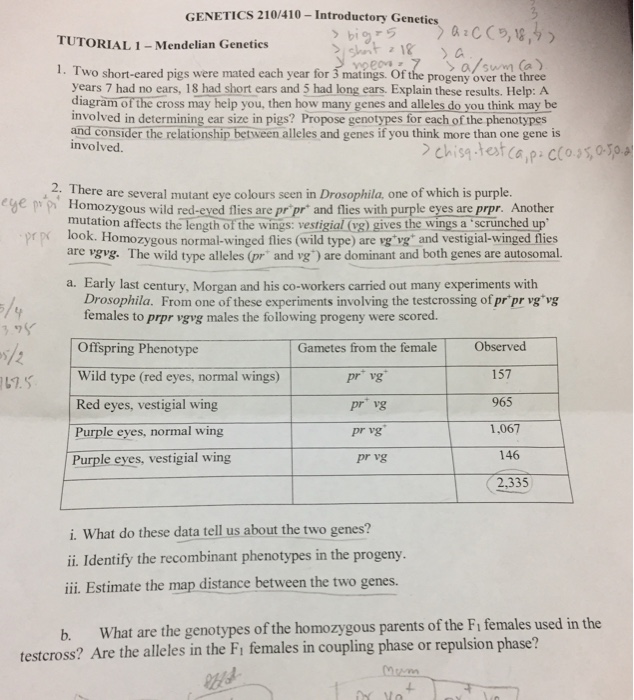 Solved GENETICS 21 Introductory Genetics TUTORIAL | Chegg.com