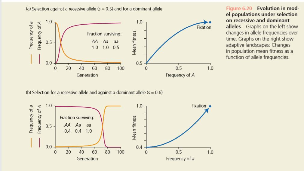 What Is Directional Selection Definition at Lorraine Somers blog