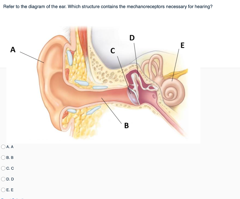 Solved Refer to the diagram of the ear. Which structure | Chegg.com