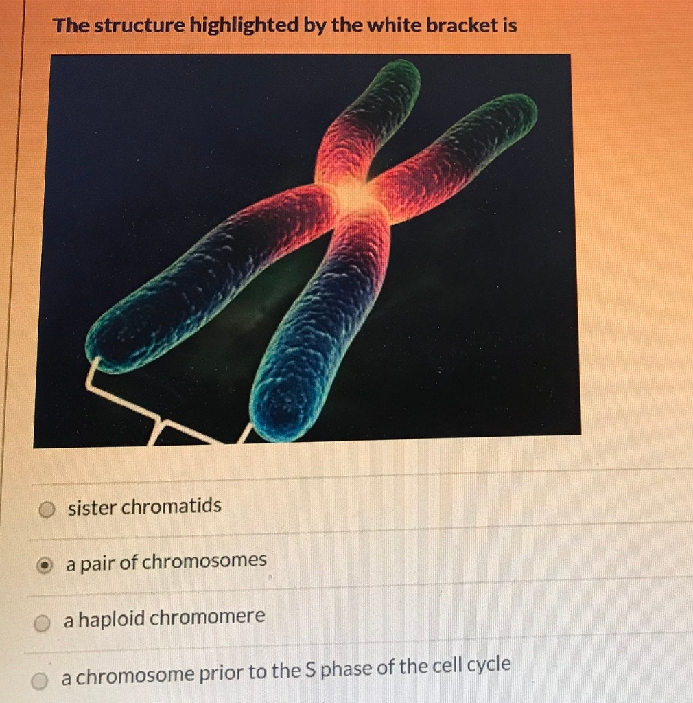 Solved The structure highlighted by the white bracket is | Chegg.com