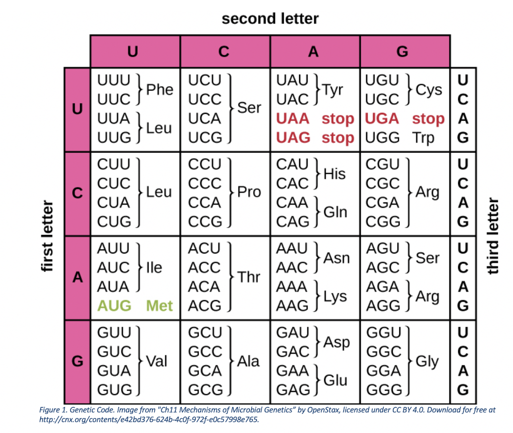 Гуа уац угц гца. Codon-Amino acid Table. Таблица генетического кода. Генетический код на английском. Amino acid codons.