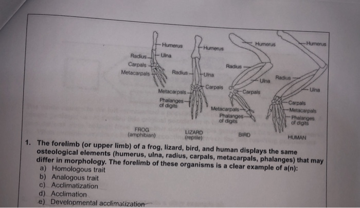 Solved Humerus Radius Uina Carpals Radius Metacarpals Radus | Chegg.com