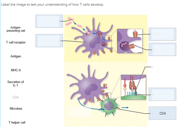 Label The Parts Of The T Cell Receptor