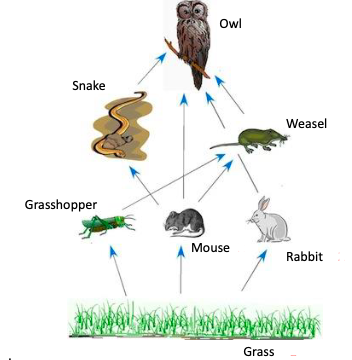 Solved For this food web, how do you calculate the | Chegg.com